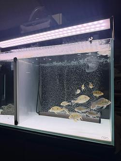 レビュータイトル